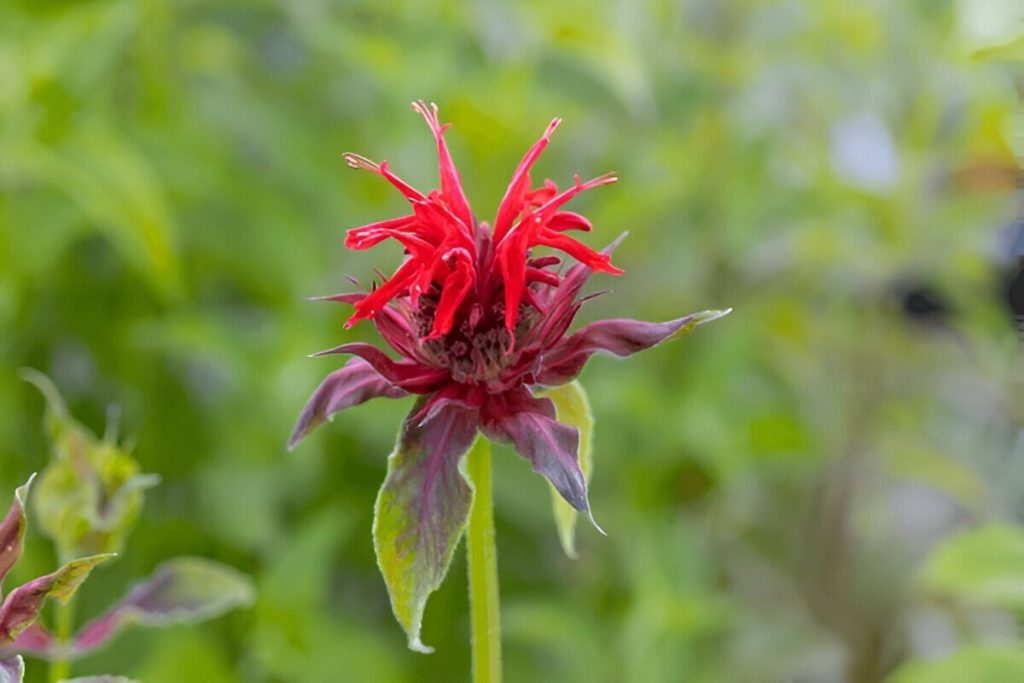 Step By Step Guide To Planting Bee Balm In Your Garden