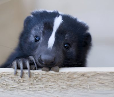 What Do Skunks Eat A Detailed Look At The Diet Of These Fascinating Creatures